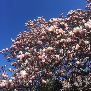 The Year of the Magnolia